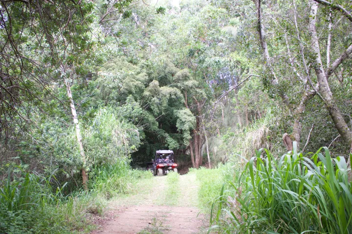 ATV in the jungle