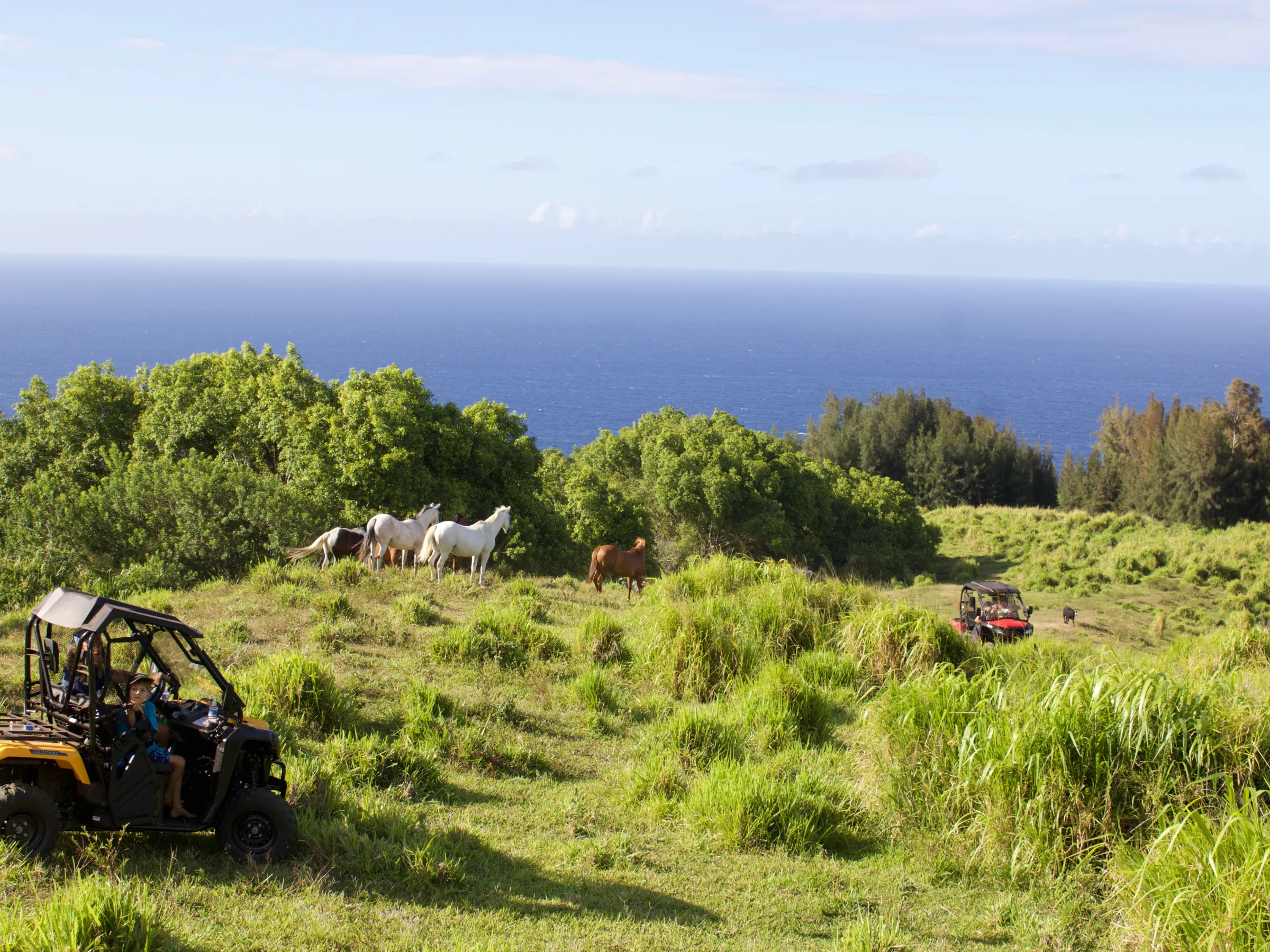 horses by the ocean